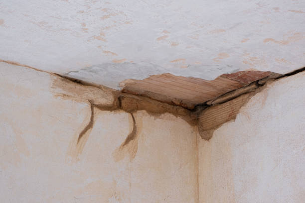 Best Professional water damage repair  in La Villa, TX